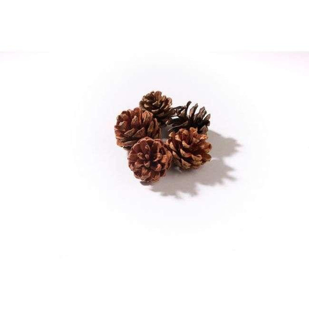 Small cluster of natural brown pine cones isolated on a plain white background.
